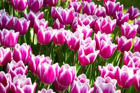 Background image of violet spring tulips in garden Stock Photos