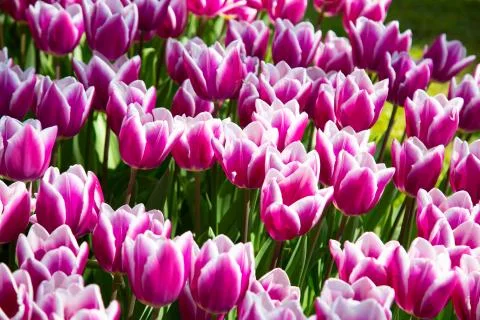 Background image of violet spring tulips in garden Stock Photos