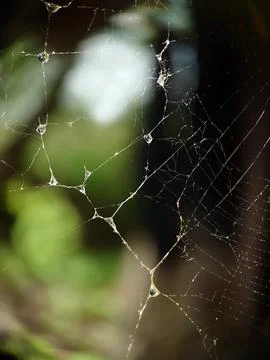 Background image of a wet web in the afternoon Stock Photos