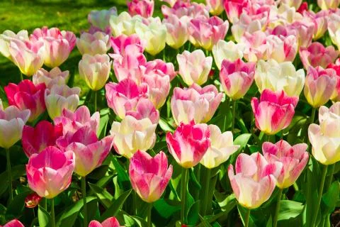 Background image of white and pink spring tulips Stock Photos