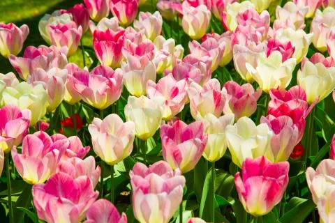 Background image of white and pink spring tulips Stock Photos
