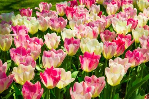 Background image of white and pink spring tulips Stock Photos