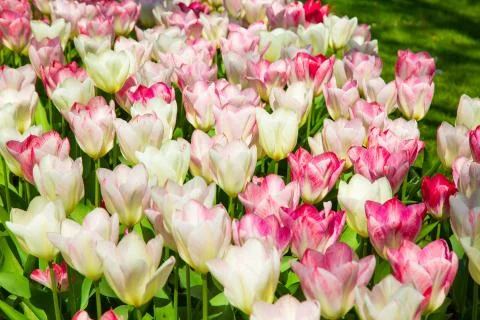 Background image of white and pink spring tulips Stock Photos