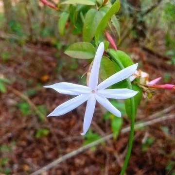A background image with a white flower Foto stock