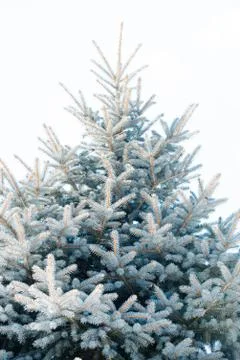 Background image of white spruce 写真素材
