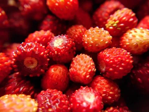 Background image of wild strawberries in close-up Stock Photos