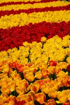 Background image of yellow and red spring tulips Stock Photos
