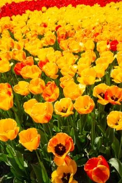 Background image of yellow and red spring tulips Stock Photos