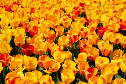 Background image of yellow and red spring tulips Stock Photos