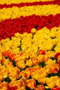 Background image of yellow and red spring tulips Stock Photos
