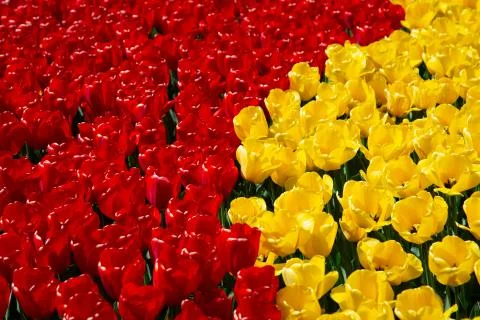 Background image of yellow and red spring tulips Stock Photos