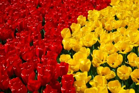 Background image of yellow and red spring tulips Stock Photos