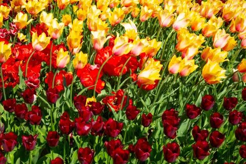 Background image of yellow and red spring tulips Stock Photos