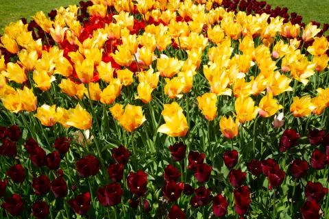 Background image of yellow and red spring tulips Stock Photos