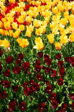 Background image of yellow and red spring tulips Stock Photos