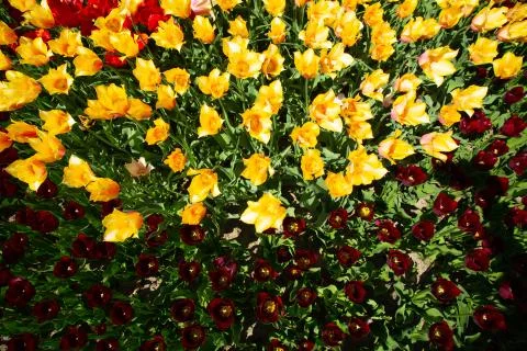 Background image of yellow and red spring tulips Stock Photos