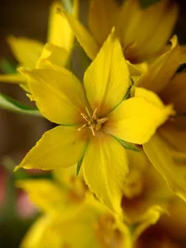Background image of a yellow flower close-up Stock Photos