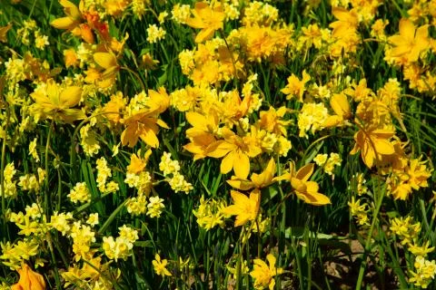 Background image of yellow spring tulips in garden Stock Photos