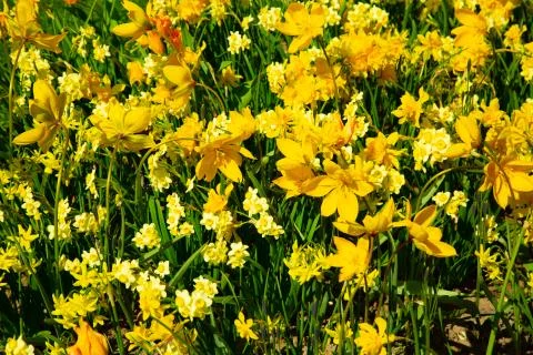 Background image of yelow spring flowers in garden Stock Photos