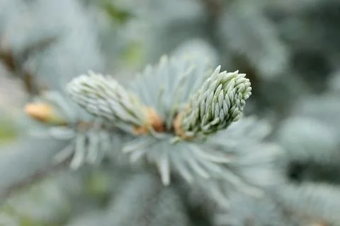 Background image of a young branch with needles of a blue Christmas tree Stock Photos