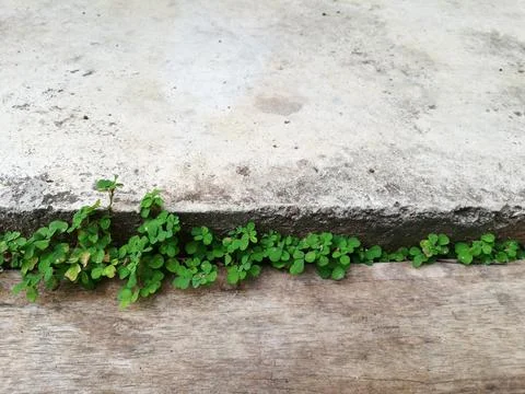 Background images Grass between concrete and wood. Foto stock