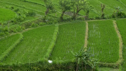 Background india top view green plant field rice industry. summer travel Stock Footage 119995538
