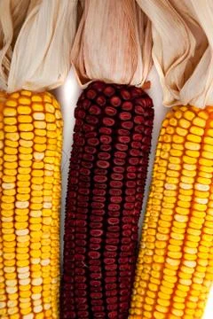 Background of indian corn Stock Photos
