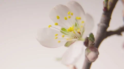 Background for an interactive greeting card. A pink bud of a wild almond opens Stock Footage 163300310