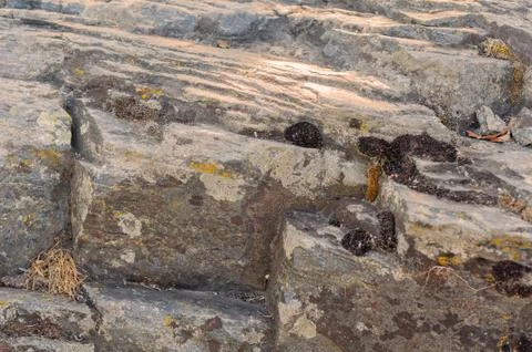Background of an interesting layered stone Stock Photos