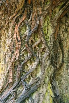 Background of interlaced textures on the rough bark of a chestnut tree Stock Photos