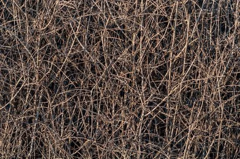 Background intertwined branches shrub, thicket shrubs without leaves Stock Photos