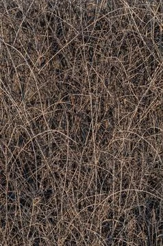 Background intertwined branches shrub, thicket shrubs without leaves Stock Photos