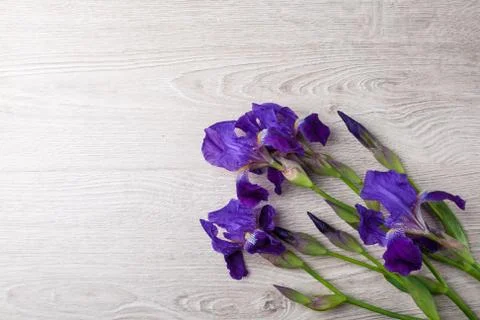 Background with iris Stock-Fotos