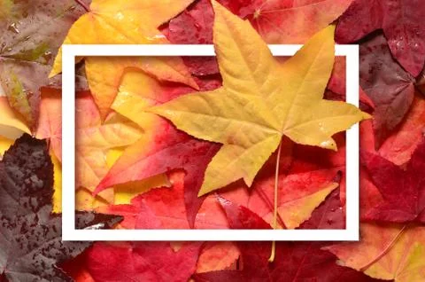 Background ith group autumn orange leaves. Outdoor. Foto stock