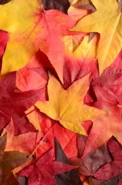 Background ith group autumn orange leaves. Outdoor. Stock Photos
