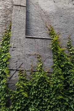 Background of ivy on a brick wall Stock Photos