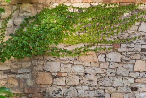 Background. Ivy on the stone wall in the springtime. Stock Photos