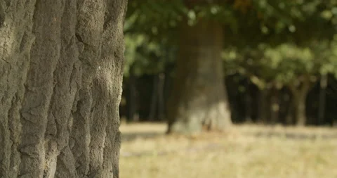 Background joggers and cyclists in soft focus behind tree bark Stock-Footage 150375597