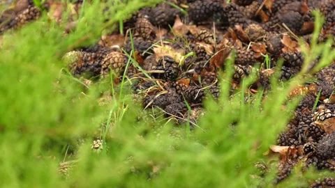 Background with juniper branches growing in the park. Video stock 110826827