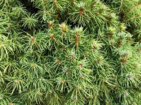 Background - juniper branches, needles. Stock Photos