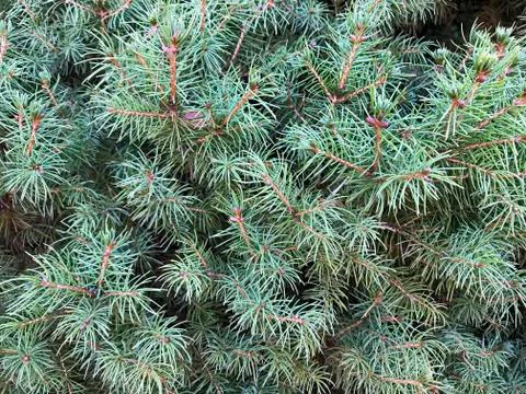 Background - juniper branches, needles. Stock Photos