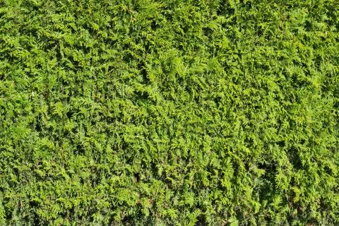 Background of the junipers shrubs Stock Photos