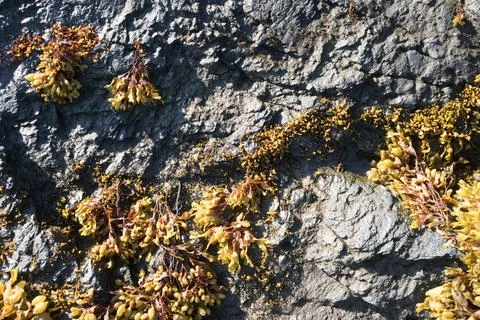 Background with Kelp Stock-Fotos