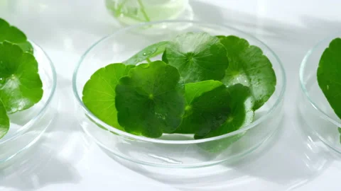 Background laboratory research and development with pomegranate extract Stock Footage 161150067