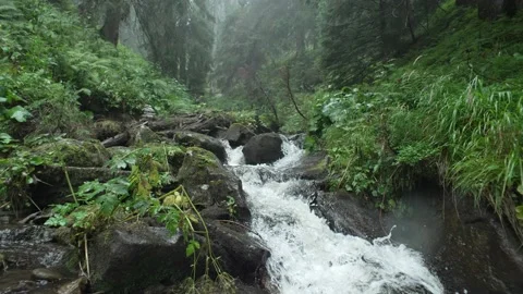 Background landscape of a fast mountain river in the forest. Stock Footage 217396526