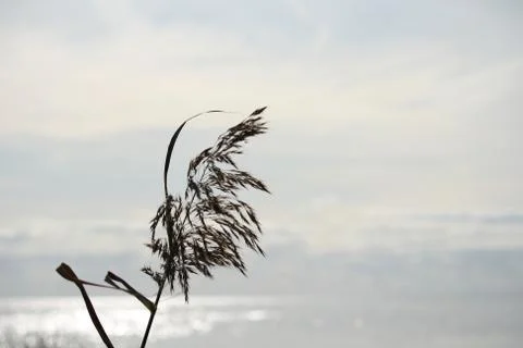 Background landscape of grass blade on a background of water and horizon Stock Photos