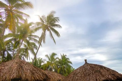 Background landscape with palm trees clouds sea and blue sky Foto stock