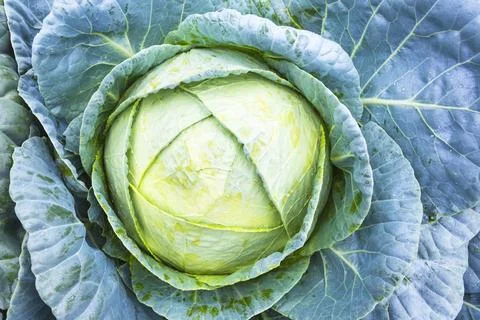 Background a large cabbage head with leaves in the ground Stock Photos