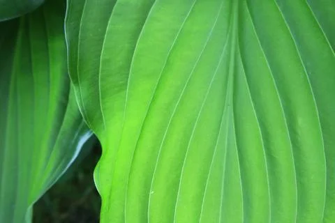 Background of large green leaf. Stock Photos