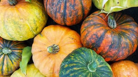 Background from large multi-colored ripe pumpkins Stock Photos